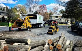 Best Tree Maintenance Programs  in Arlington, TX