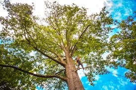 Best Leaf Removal  in Arlington, TX