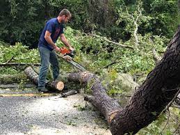 Best Lot and Land Clearing  in Arlington, TX