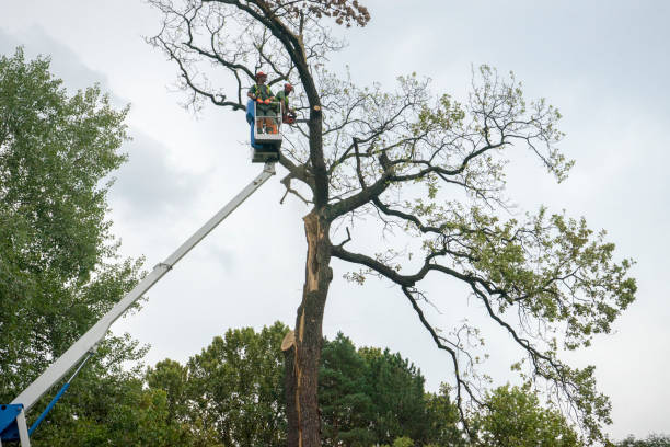 Best Root Management and Removal  in Arlington, TX