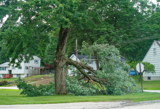 Best Tree Mulching  in Arlington, TX