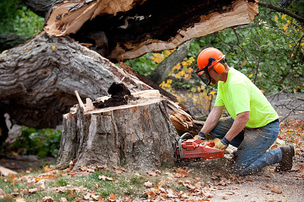 Best Tree and Shrub Care  in Arlington, TX