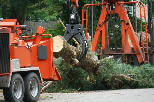 Best Seasonal Cleanup (Spring/Fall)  in Arlington, TX