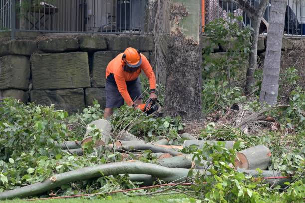 Best Hazardous Tree Removal  in Arlington, TX