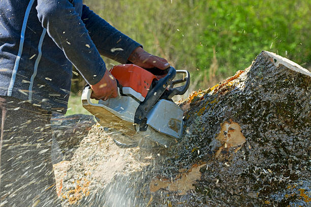 Best Arborist Consultation Services  in Arlington, TX